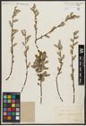Foto von Salix aurita L.